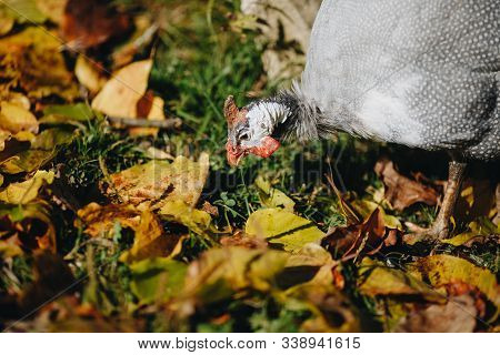 Helmeted Guineafowl Numida Meleagris Reichnowi Foraging For Food