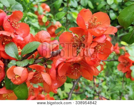 Japanese Quince Or Chaenomeles Japonica. Flowers Of Chaenomeles Japonica In The Spring Garden