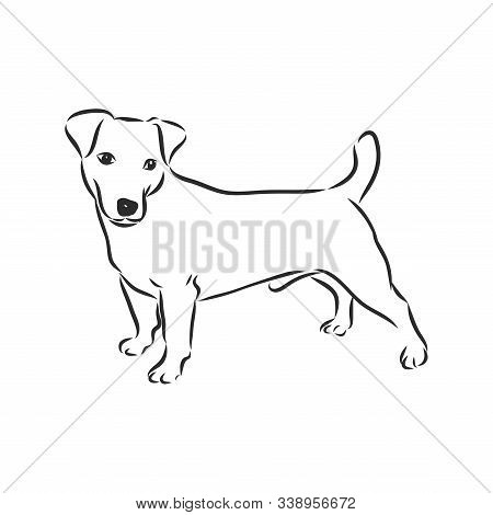 Hand Drawn Sketch Of Cute Funny Jack Russell Terrier. Vector Illustration