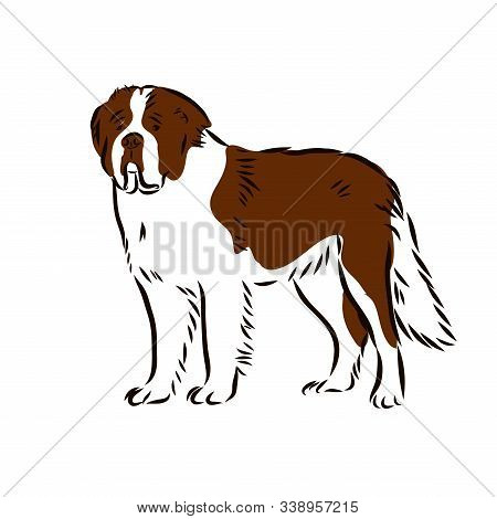 St. Bernard Dog - Isolated Outlined Vector Illustration