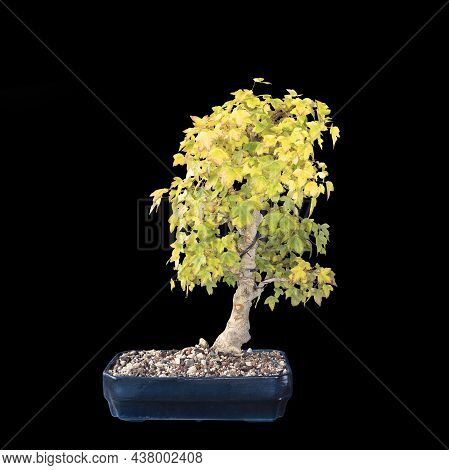 Trident Maple Bonsai Over Dark Background (acer Buergerianum)