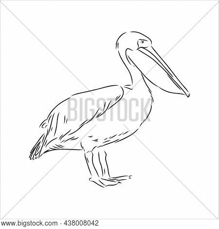 Hand Drawn Sketch Of Pelican Pelican Bird Vector