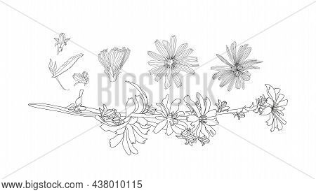 Illustration Of Medicinal Herbs Chicory. Chicory Plant And Chicory Root Vector.