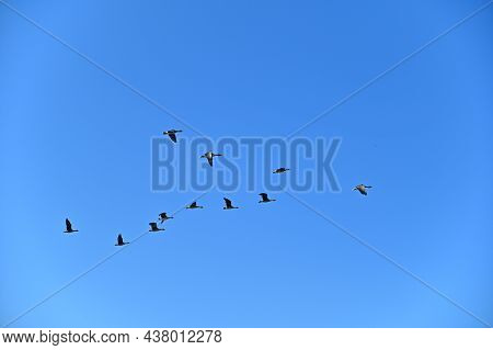 Birds Flying In Groups In The Sky
