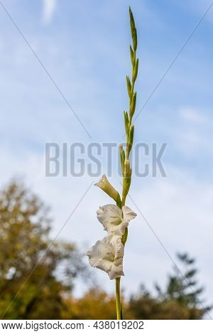 Vertical Photo Of White Gladiolus Blooming At Blue Sky Background. Creamy Sword Lily Flower At Sunny