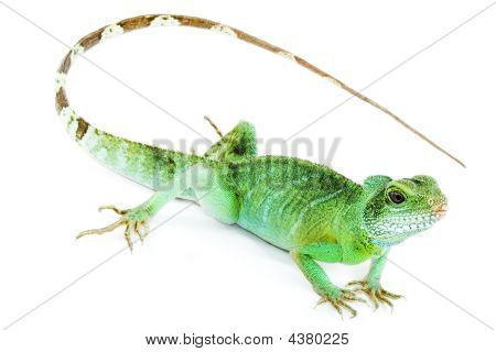 Physignathus Cocincinus
