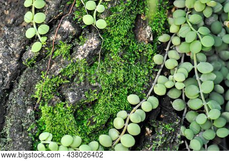 Dischidia Nummularia Variegata, Dischidia Nummularia Variegatege Plant