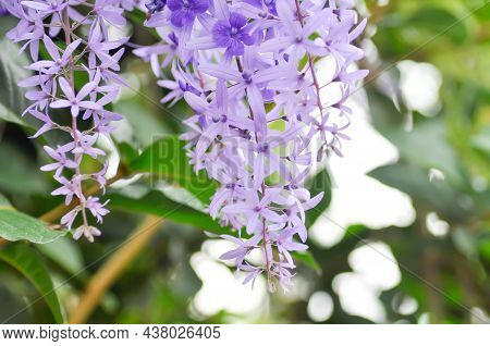 Sandpaper Vine, Purple Wreath Or  Queens Wreath Or Petrea Volubilis L