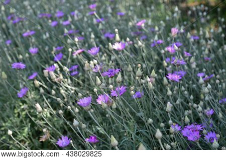 Purple Flower Of Annual Everlasting Or Immortelle, Xeranthemum Annuum, Macro, Selective Focus.