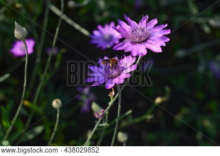 Purple Flower Of Annual Everlasting Or Immortelle, Xeranthemum Annuum, Macro, Selective Focus.