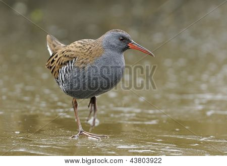 Wasserralle
