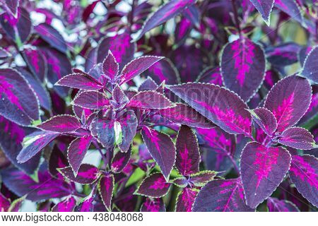 Close Up Top View Of Strobilanthes Auriculatus Dyeriana Persian Shield Tropical Flower. Sweden.