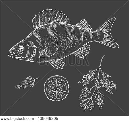 Fish Perch With Lemon And Dill On A Black Background