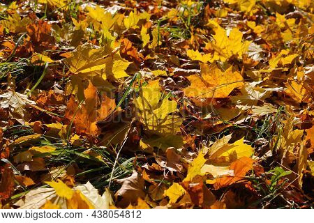 Beautiful Autumn Background, Close-up Of Fallen Leaf Of Maple Tree Glowing In Sunlight