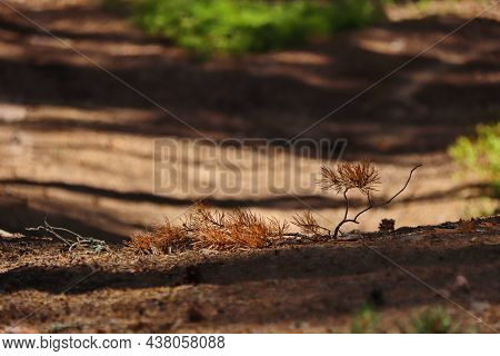 Dried Brown Pine Branch On A Path In The Forest