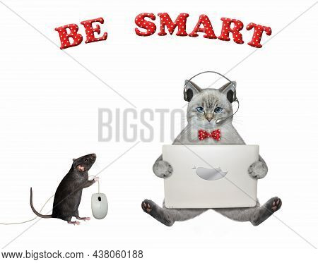An Ashen Cat In Earphones Sits And Works With A Laptop. A Rat Holds A Computer Mouse. White Backgrou