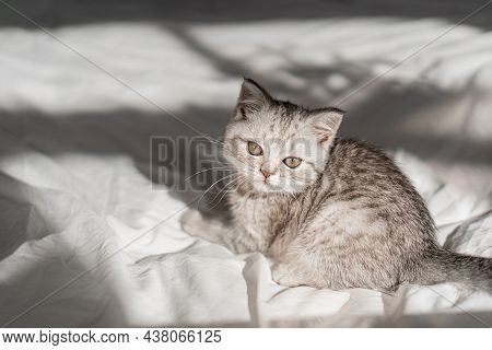 Beautiful Portrait Of Scottish Straight Kitten On White Background. Grey Striped Scottish Straight-e