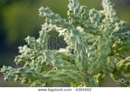 Cactus2