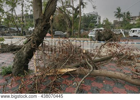 Howrah, West Bengal, India - 31st May 2020 : Super Cyclone Amphan Uprooted Tree Which Fell And Block