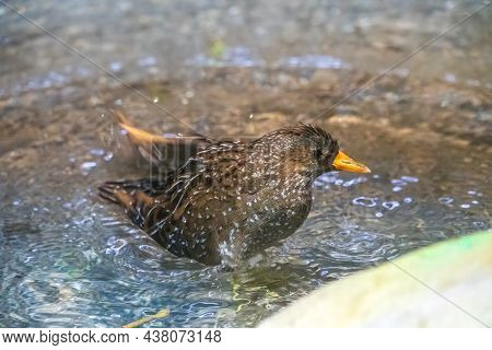 A European Starling Is Splashing In The Shallow Water Taking A Bath. The Common Starling Or European