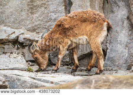 Mountain Goat Or East Caucasian Tur, Female, Latin Name Carpa Cylindricornis. It Is Critically Endan