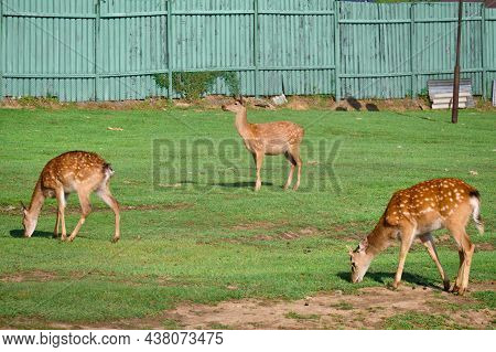 Deer Walk On A Green Lawn At A Private Zoo In Khabarovsk, Russia.