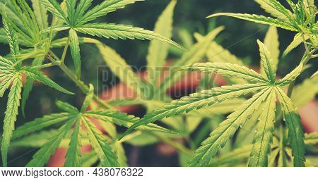 Green Marijuana Tree Cannabis Plant Narcotic Herbal In Greenhouse. Hemp Leaf Made Cannabis Crude Oil