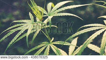 Green Marijuana Tree Cannabis Plant Narcotic Herbal In Greenhouse. Hemp Leaf Made Cannabis Crude Oil