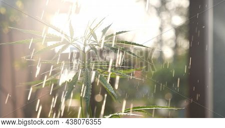 Watering Green Marijuana Tree Cannabis Plant Narcotic Herbal In Greenhouse. Agriculture Planting Hem