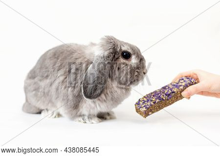 Balanced Diet. A Small Decorative Lop-eared Rabbit Is Given A Pellet In The Hand. White Background. 