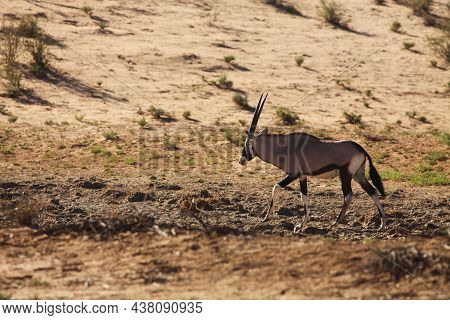 The Gemsbuck (oryx Gazella) Standing On The Red Sand Dune With Red Sand, Dry Grass Around And Green 