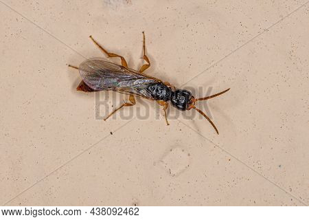 Adult Flat Wasp Of The Family Bethylidae