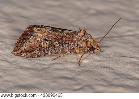 Adult Cutworm Moth