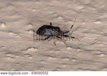 Adult Black Plant Bugs Of The Family Miridae
