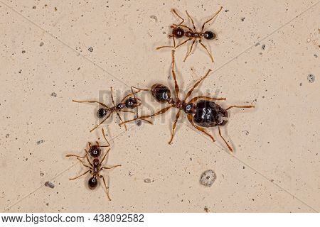 Adult Female Big-headed Ant
