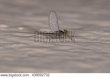 Adult Male Mayfly Of The Family Baetidae