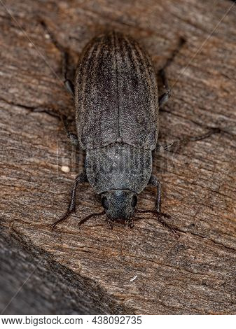 Adult Darkling Beetle