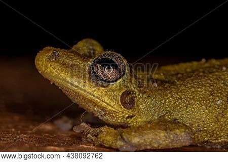 Fuscous-blotched Snouted Tree Frog Of The Species Scinax Fuscovarius