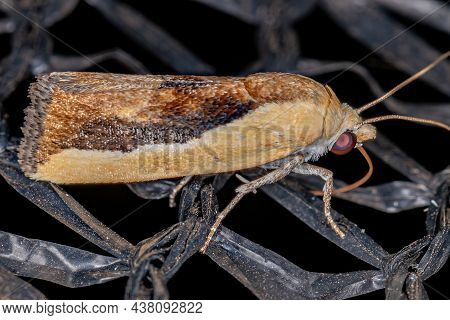 Bicolored Bird-dropping Moth Of The Species Ponometia Exigua