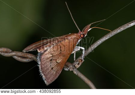 Adult Crambid Moth Of The Family Crambidae