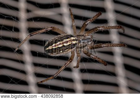 Adult Male Grass Neoscona Spider Of The Species Neoscona Moreli