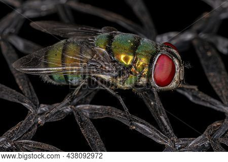 Adult Blow Fly Of The Genus Chrysomya