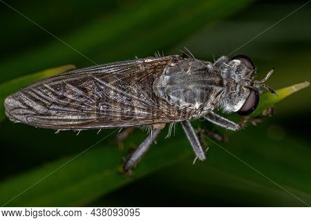 Adult Robber Fly Of The Family Asilidae