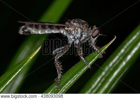 Adult Robber Fly Of The Family Asilidae