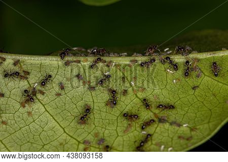 Small Aphids Insects Of The Family Aphididae And Adult Big-headed Ants Of The Genus Pheidole