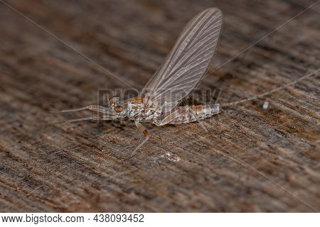 Adult Female Prong-gilled Mayfly Of The Family Leptophlebiidae