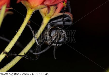 Adult Thread-waisted Wasp Of The Genus Prionyx