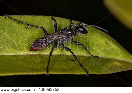 Adult Thread-waisted Wasp Of The Genus Prionyx