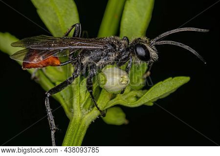 Adult Thread-waisted Wasp Of The Genus Prionyx