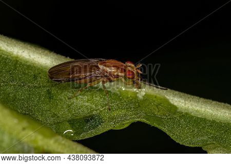 Adult Acalyptrate Fly